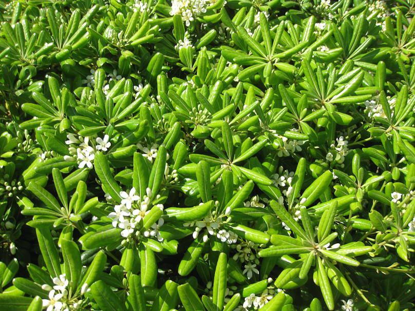 Fragrant succulent on top of Fort St. Angelo, where a representative of the Knights of St. John has an apartment.