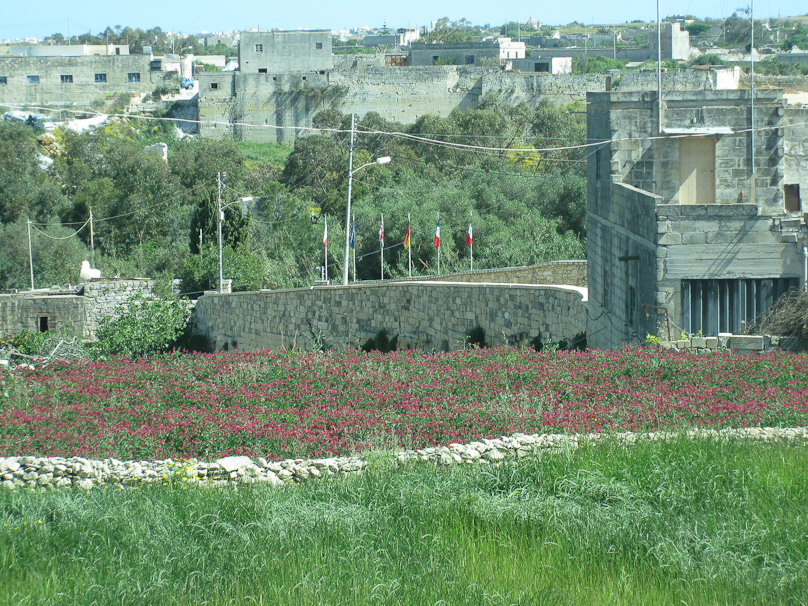 View from the bus: red clover in bloom