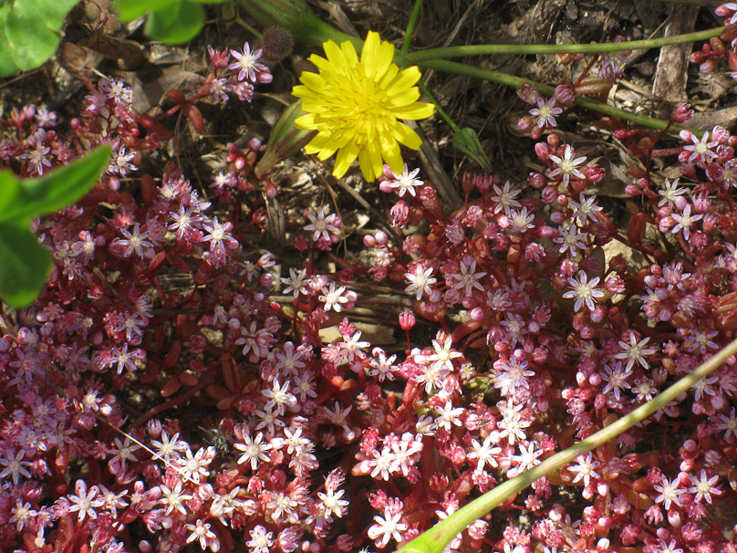 Flowers near Has Saptan