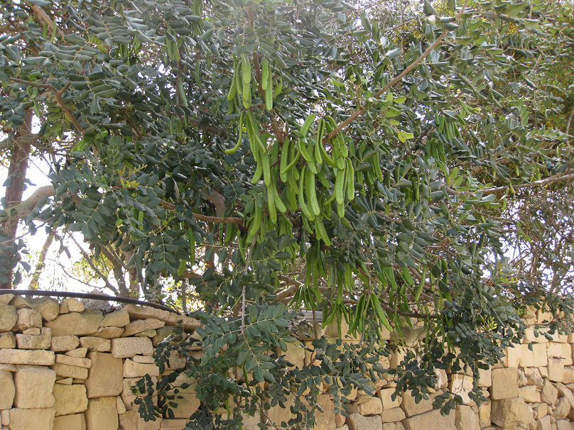 Tree with hanging fruit