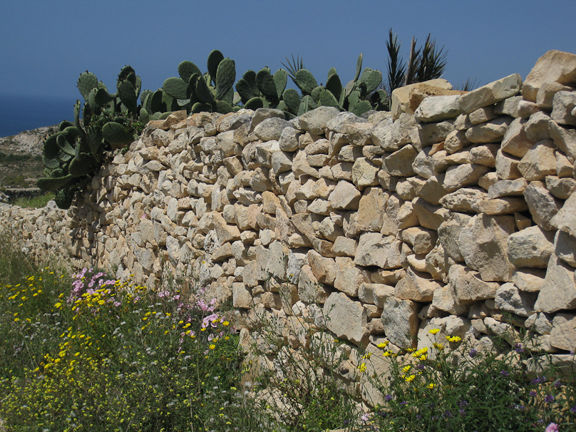 Prickly pear cactus can be used as a natural wall.