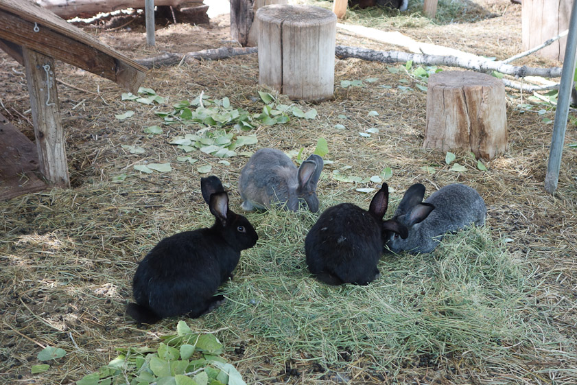 These huge rabbits are in a large warrren near our casita at Rancho Jacona, where we stayed for a week. It is in Pojoaque, about 20 minutes north of Santa Fe, or 15 minutes north of the Opera.