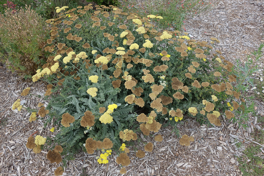 The Railyard Park compared very well with the Botanic Garden.