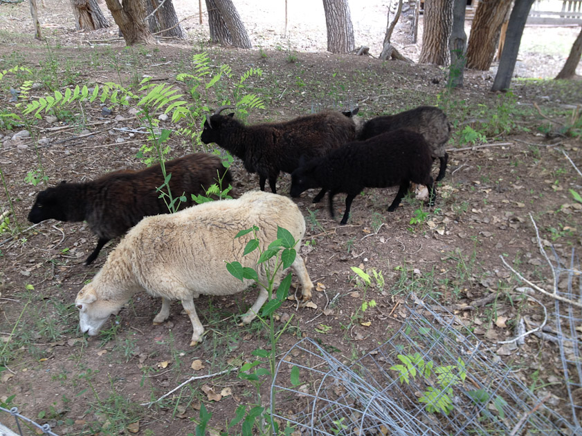 Some of the sheep at Rancho Jacona. We were reading 