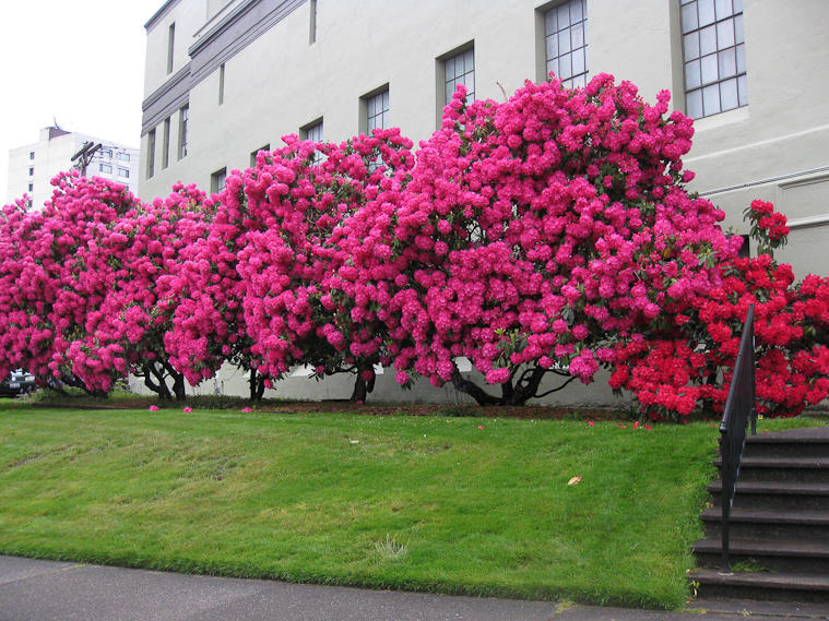 Rhododendrons outside a church in Tacoma near our B&B on our first night of the trip.
