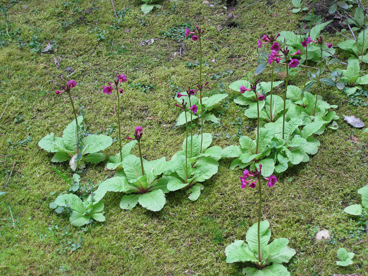 The day after we arrived in Tacoma we visited Lakewold Garden.