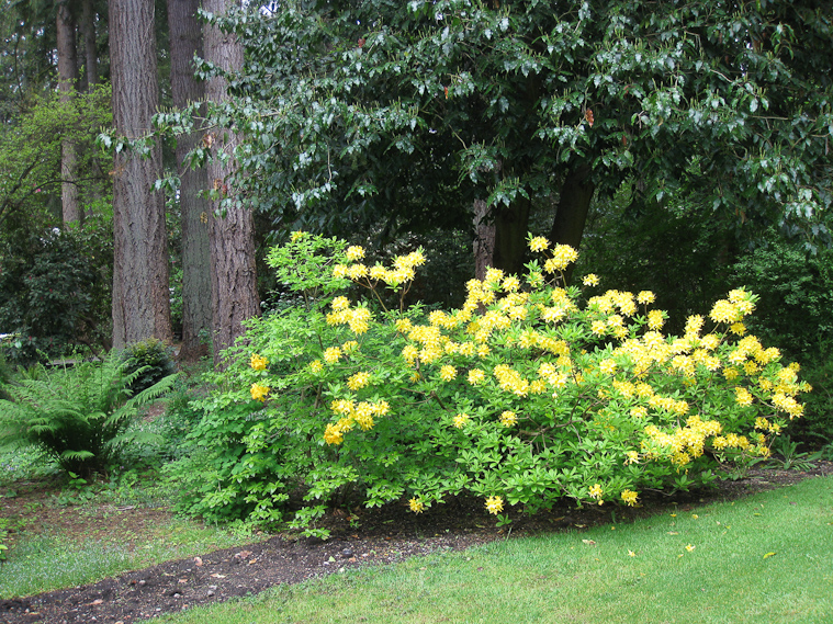 Lakewold, and other gardens we saw in the Northwest, was distingushed by tall, mature trees as well as flowering bushes.