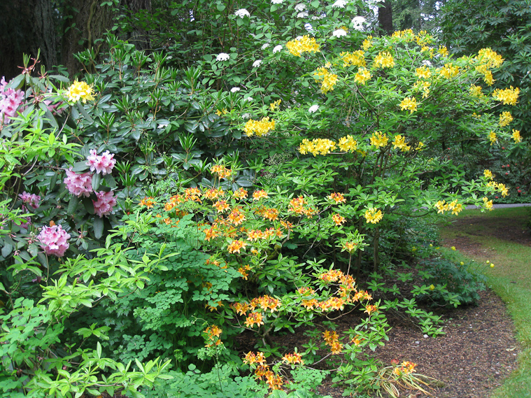 Yellow and orange rhododendrons