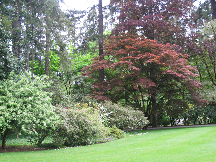 The Japanese maples were another species that does well in the Northwest.