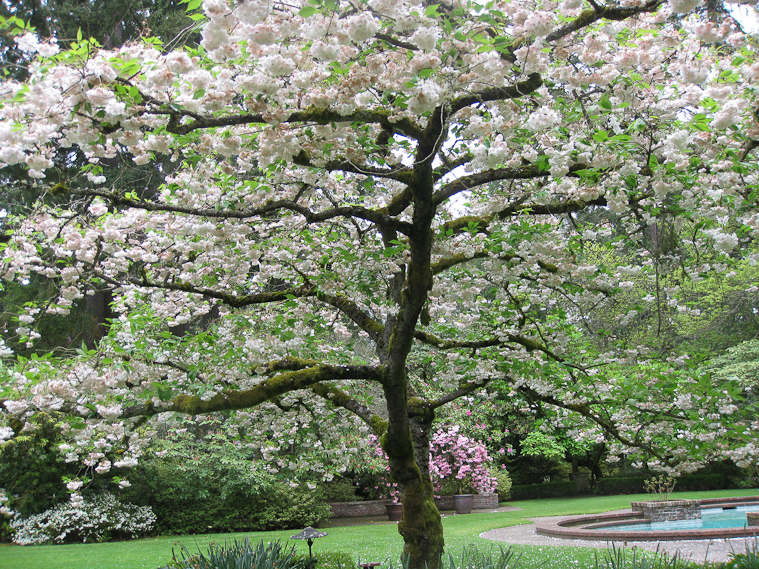 I expect that this tree has been trained, that its branches are all horizontal.