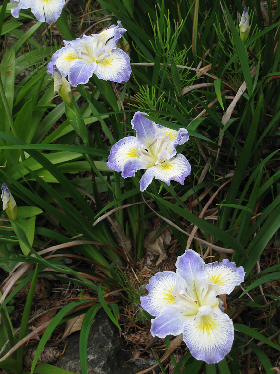 Blue is rarer than red or orange in Lakewold.