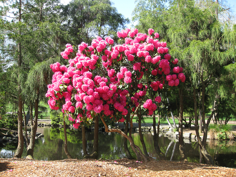 Another blazing rhododendron, at Point Defiance garden in Tacoma.