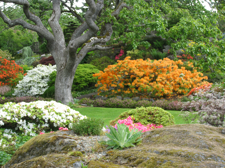 Orange rhododendron at Abkahzi Garden.