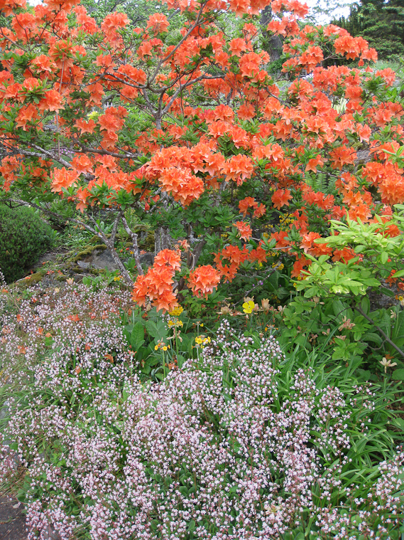 Abkhazi Garden .