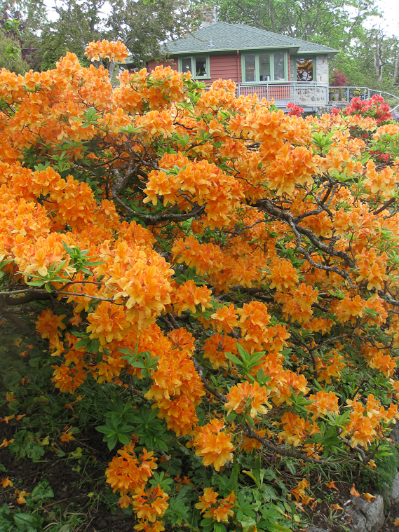 The house of Peggy Abkhazi was small, and is now used for a very nice restaurant and gift shop.
