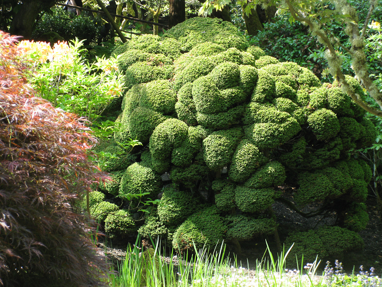 Japanese Garden at Butchart Garden.