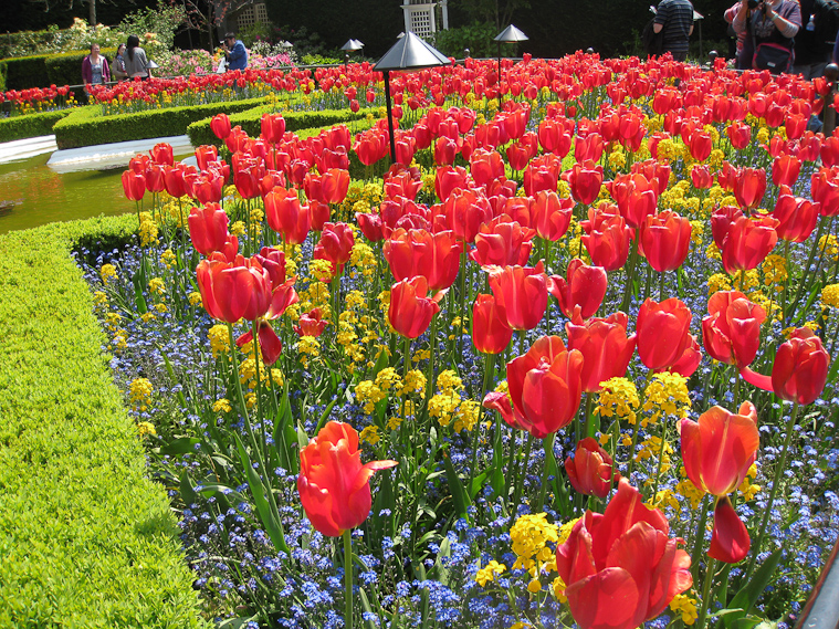 These tulips would be pulled out and composted the week after our visit.