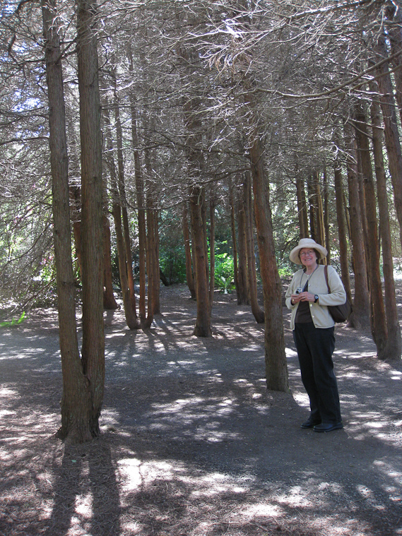 The path enters a forest of cedars.