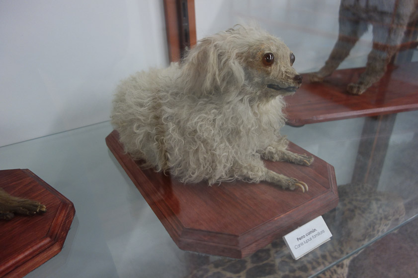 There is a natural history museum in San Tomás, which preserves someones pet dog along with aligators, lions, and other wild animals.