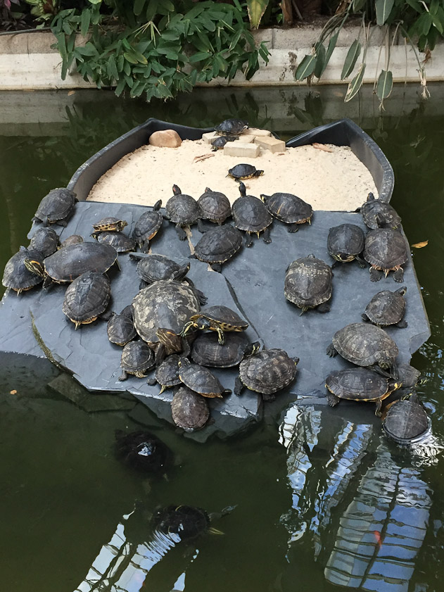 This colony of turtles lives in a pond in front of the palm trees in Atocha Station.