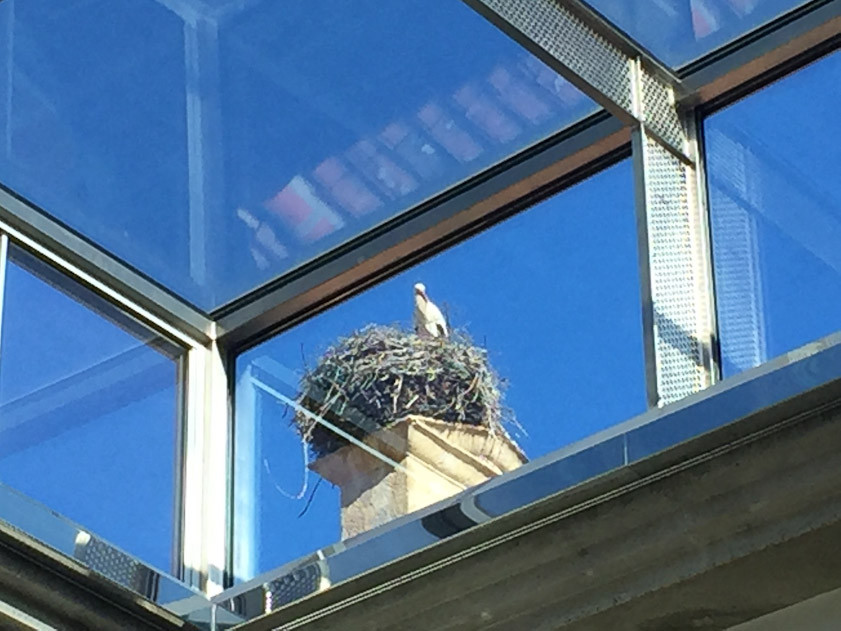 A stork nesting at our hotel.