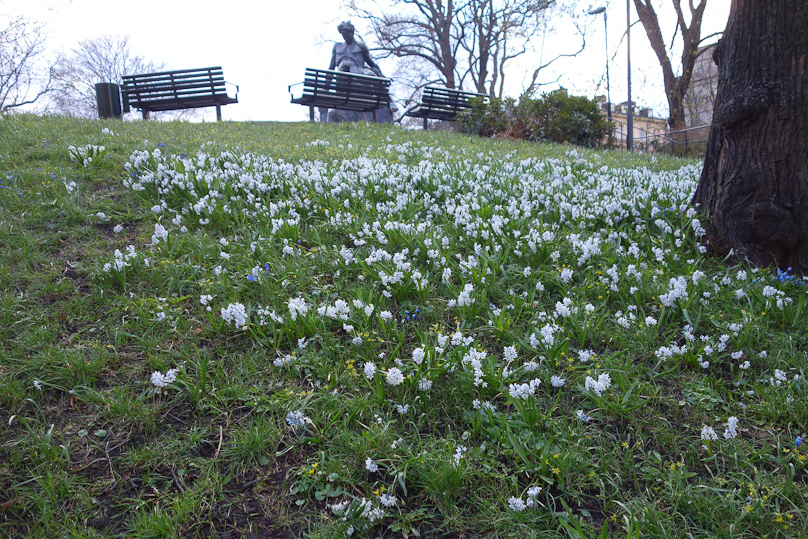 On our walk we got as far as Tegnerlunden, a park on a small hill where these white flowers were blooming...