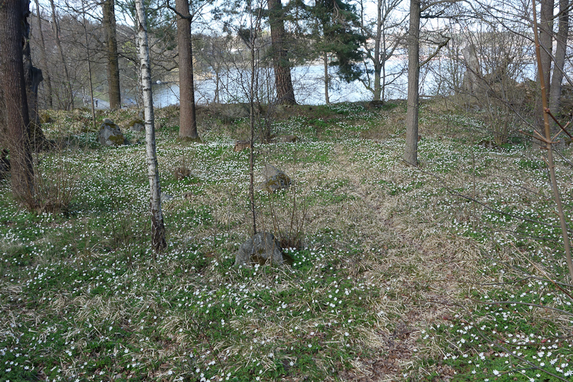 The woods outside the Thielska Galleriet.