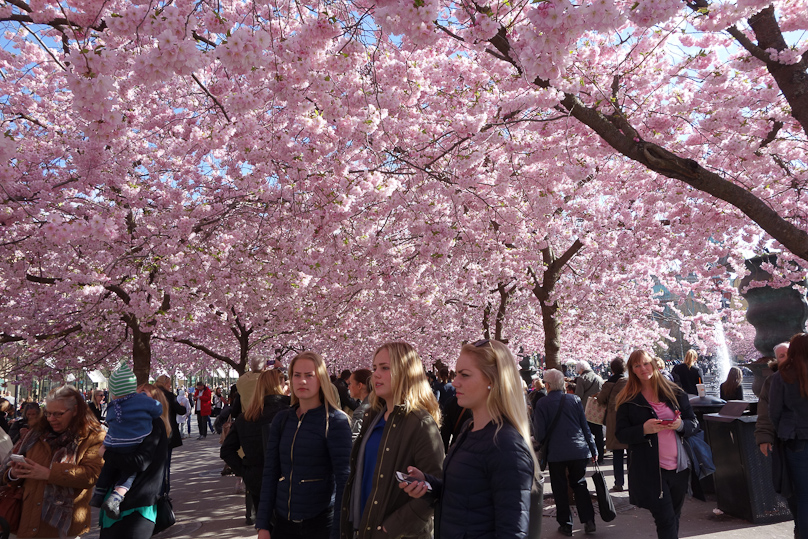 These cherry trees at Kungsträgåden in downtown Stockholm are the equal of anything I've seen in Japan or Wasington.