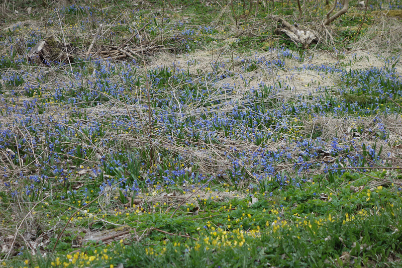 Wild flowers at Ala