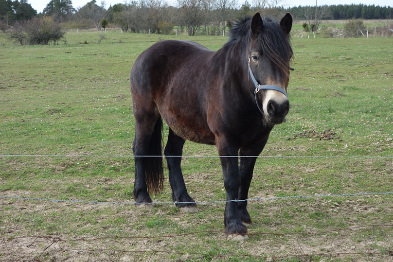 A special breed, the Gotland horse.