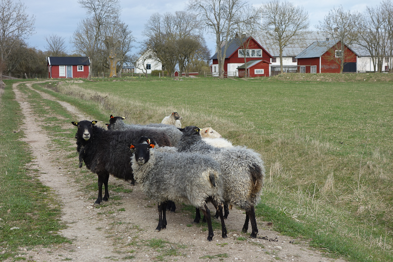 To see Gotland sheep, we visited the Sigsarve Fårgård & Turism near the east coast.