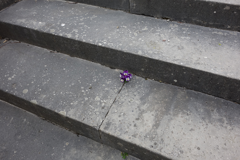 A sub-miniature garden at Hörsne Church