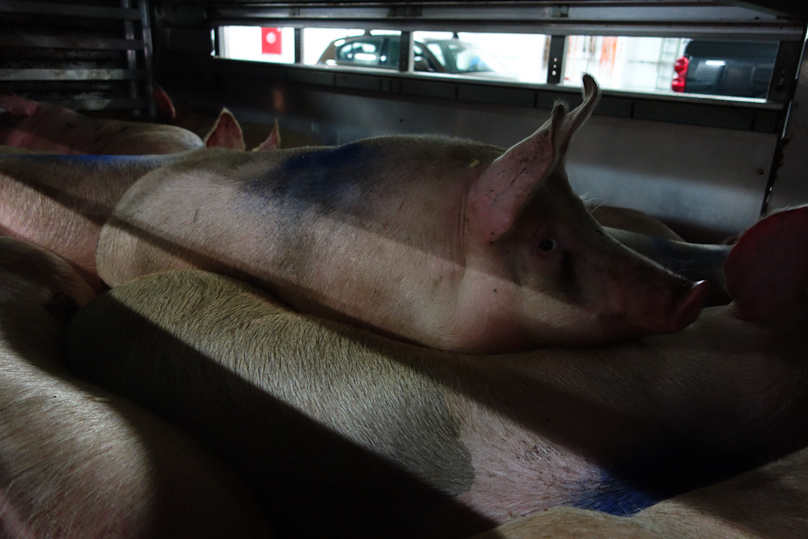 Pigs raised on Gotland being carried to market by the ferry.