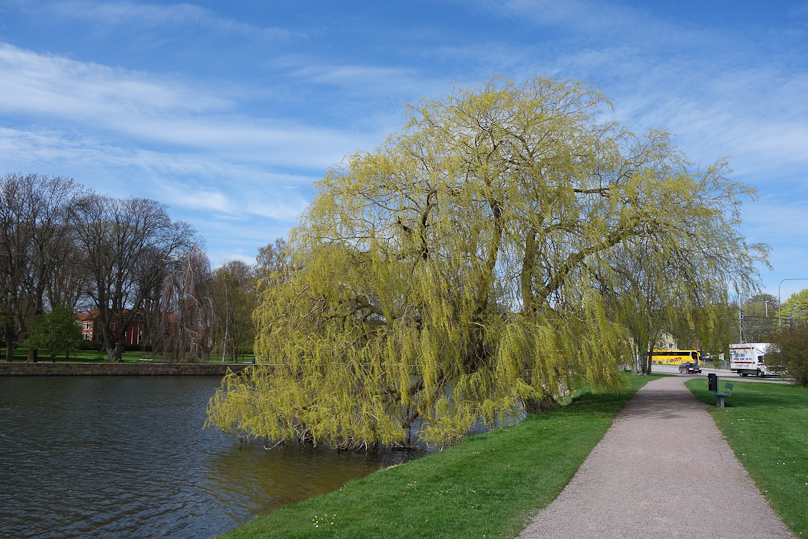 Tree along the lake, near the Kalmar Nyckel monument.