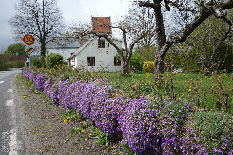 A flowering hedge in Degeberga, across the street from the Pastors Expedition.