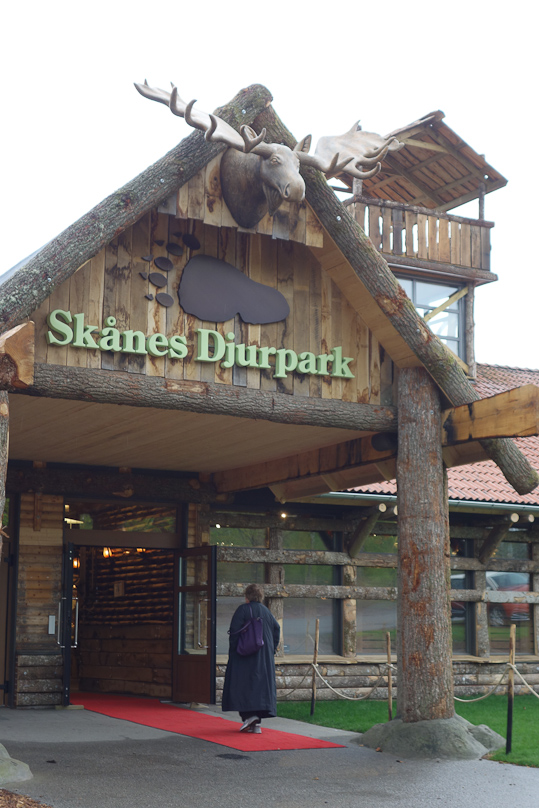 We had to resort to a zoo to see a moose.