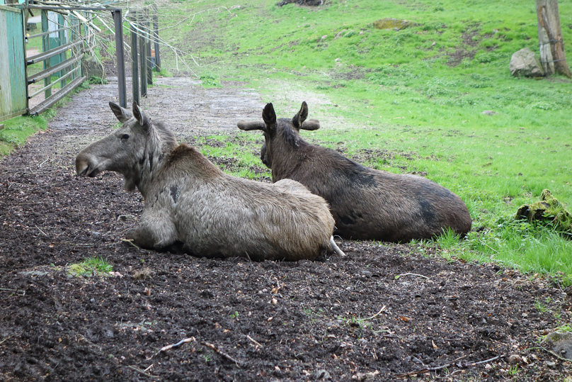 Finally, way uphill and far from the entrance, moose!