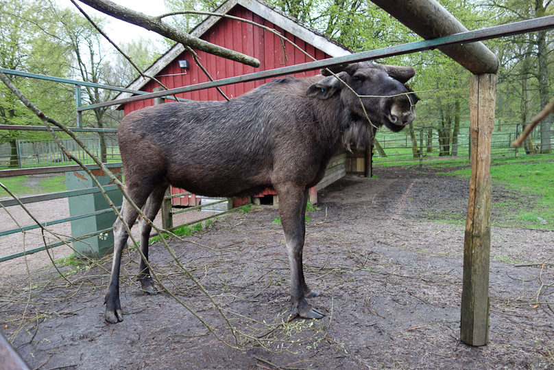 This boy is perhaps a Price of the Forest.