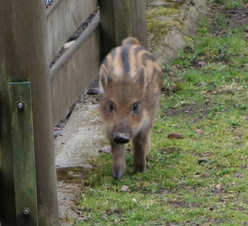 This piglet got out of his pen and came looking for a handout.