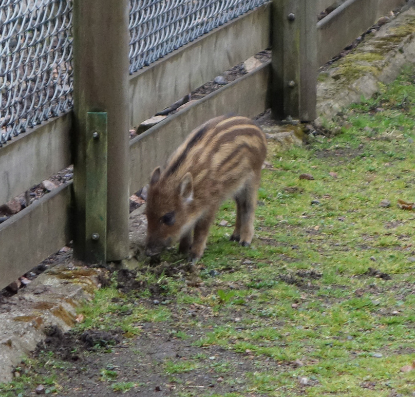 We retreated, less Mom Pig became protective.