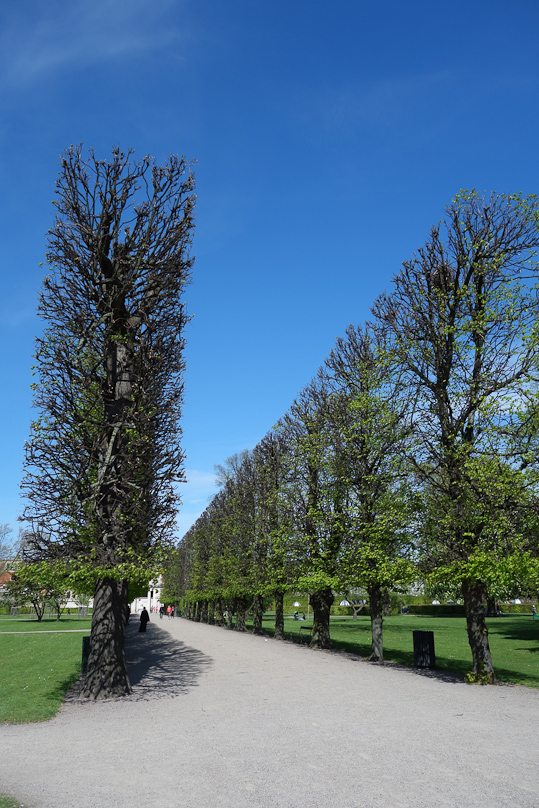 Alle of trees leading to Rosenborg Castle.