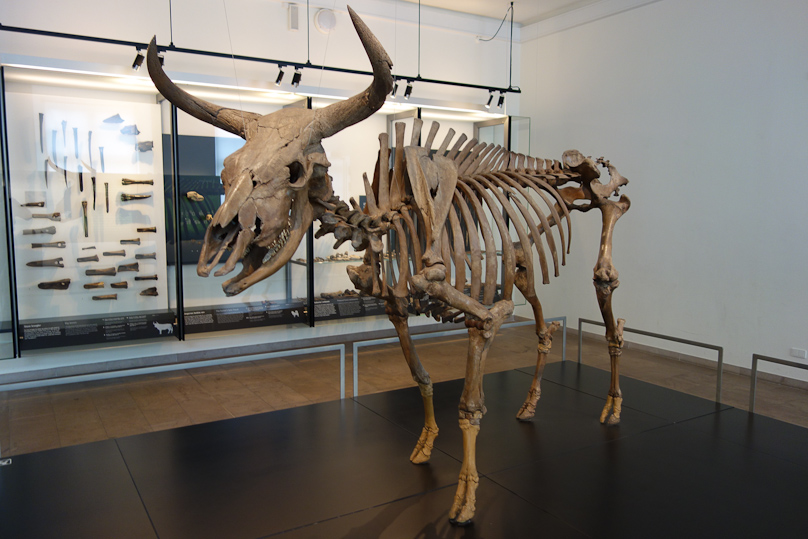 The archaeological finds in the anish National Museum are unique and wonderful. This the skeleton of an auroch that was wounded by arrows and fled into a lake near Vig around 8600 BC. Aurochs arrived in Denmark after the end of the Ice Age, c. 9000 BC and were extinct in Zealand by around 6000 BC. The last aurochs died in Poland in 1623.