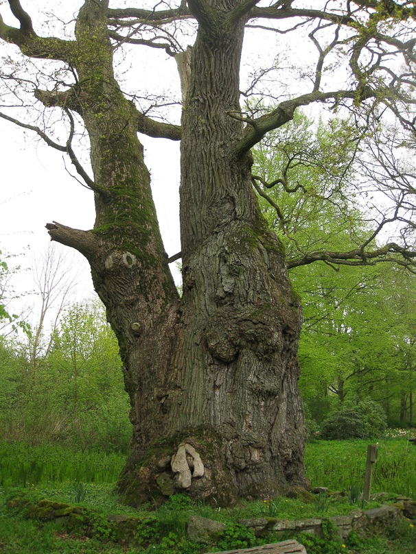 An ancient oak at Bosjökloster