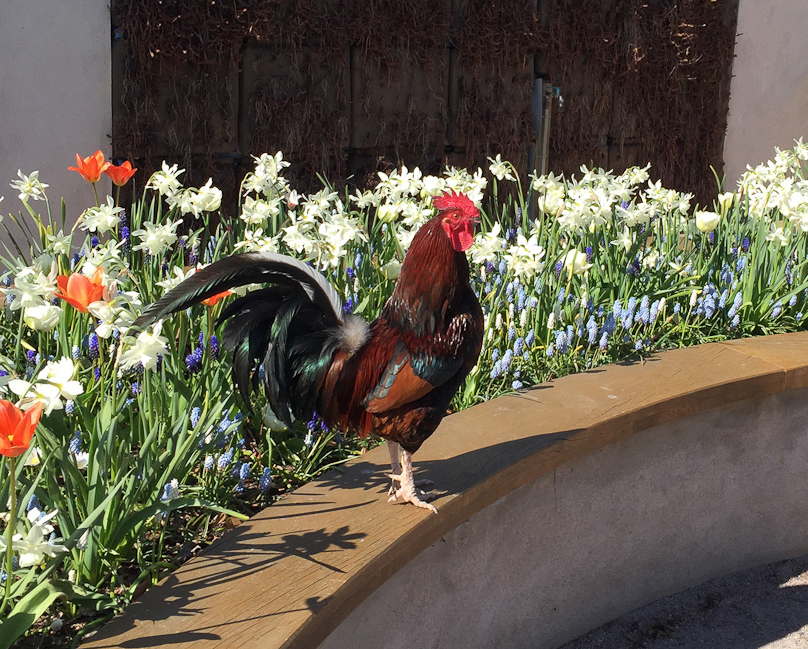 This rooster was walking around freely in the urban park across the tram tracks from our hotel in Kristianstad.