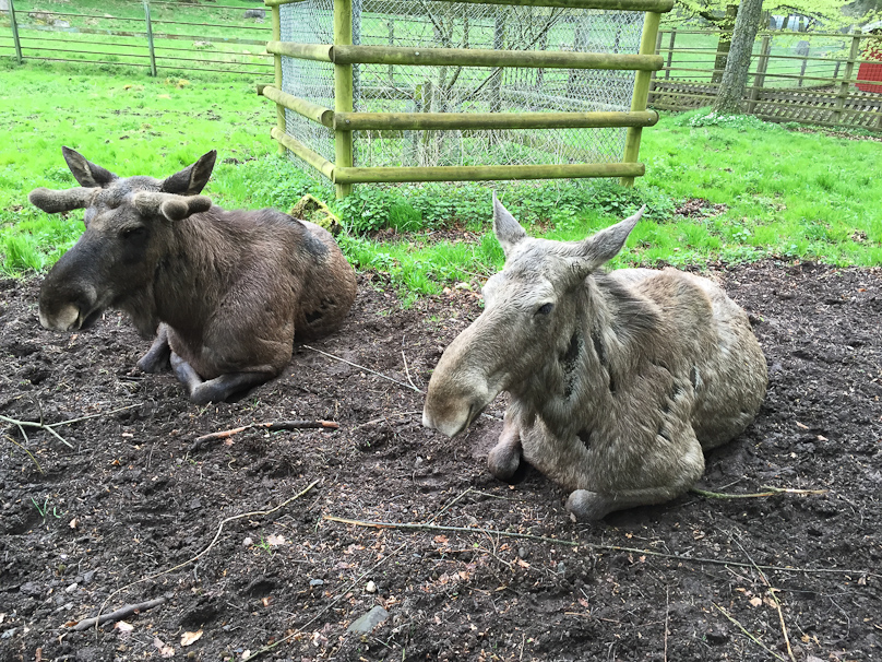 His horns have to grow a bit befoe he can qualify as a King of the Forest.