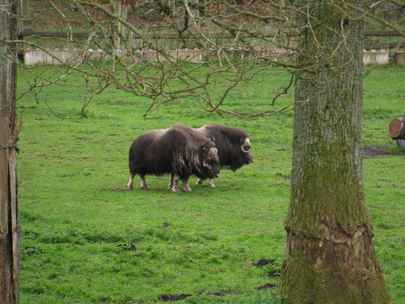 Musk oxen