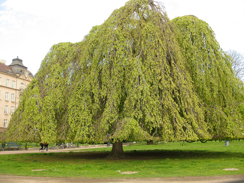 A tree in Malmö