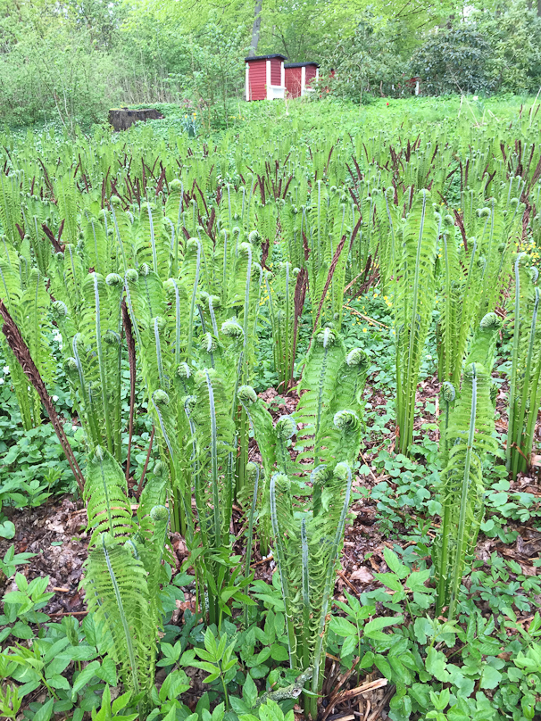 Wild ferns